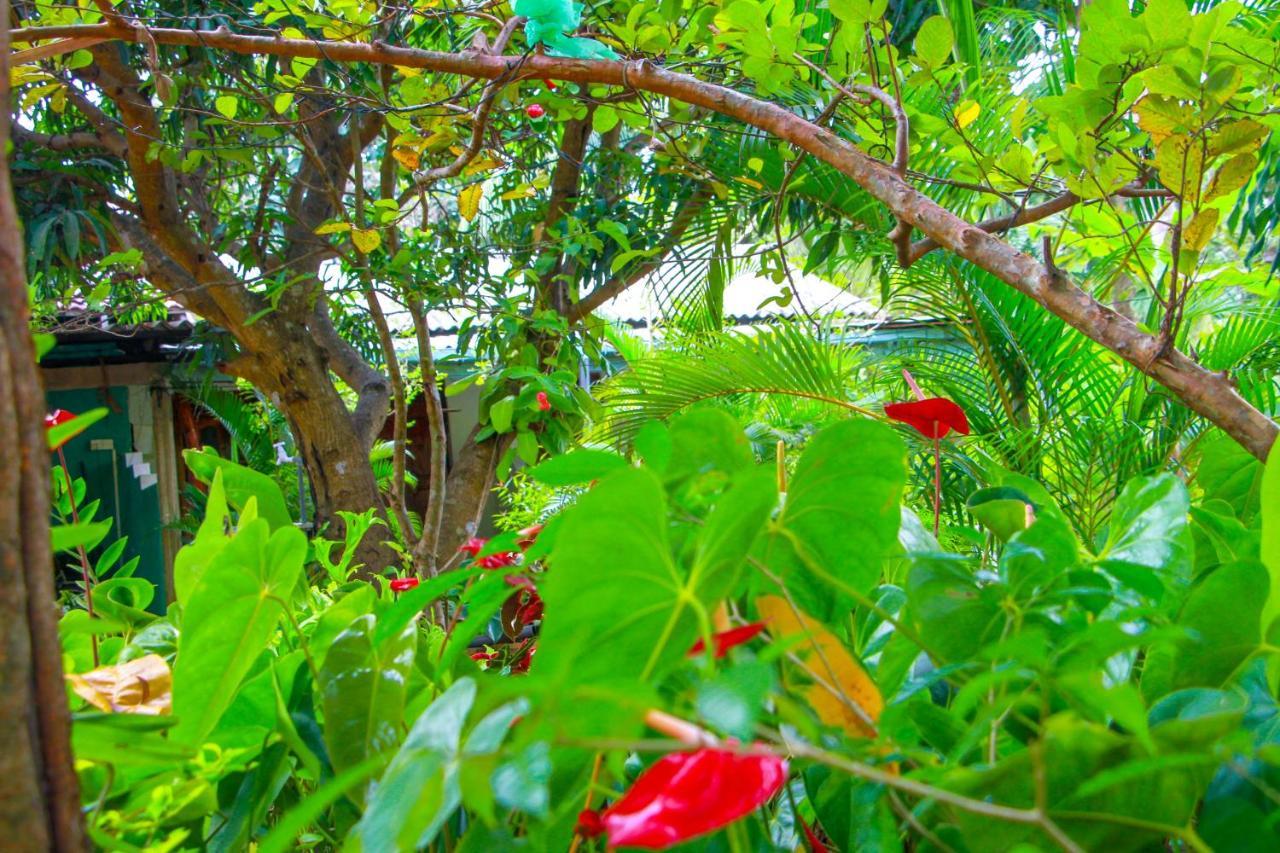 Sun Flower Homestay Сигирия Экстерьер фото